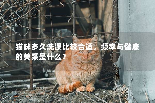 貓咪多久洗澡比較合適，頻率與健康的關系是什么？