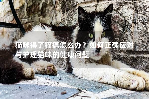貓咪得了貓瘟怎么辦?如何正確應對與護理貓咪的健康問題 貓咪得了貓瘟怎么辦?如何正確應對與護理貓咪的健康問題