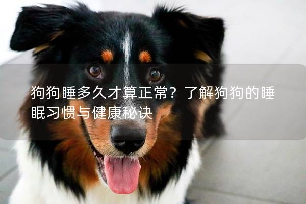 狗狗睡多久才算正常？了解狗狗的睡眠習慣與健康秘訣