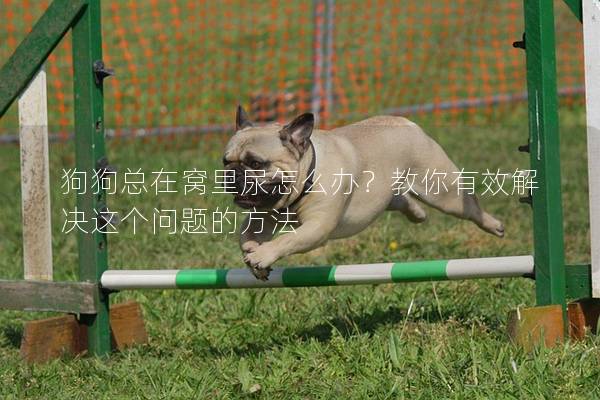 狗狗總在窩里尿怎么辦？教你有效解決這個問題的方法