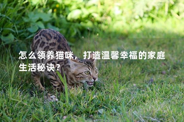 怎么領(lǐng)養(yǎng)貓咪，打造溫馨幸福的家庭生活秘訣？