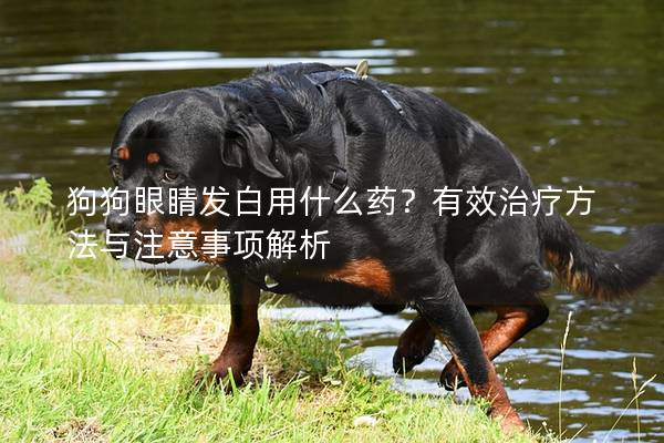 狗狗眼睛發(fā)白用什么藥？有效治療方法與注意事項(xiàng)解析