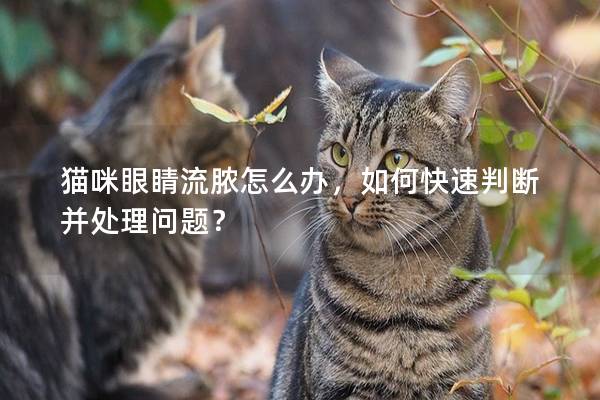 貓咪眼睛流膿怎么辦，如何快速判斷并處理問題？