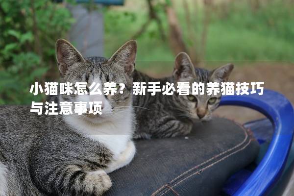 小貓咪怎么養(yǎng)？新手必看的養(yǎng)貓技巧與注意事項