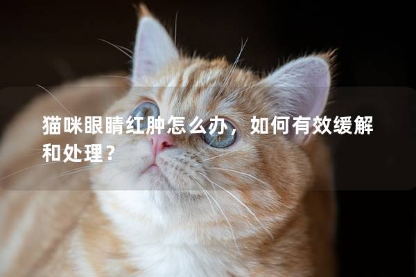 貓咪眼睛紅腫怎么辦，如何有效緩解和處理？