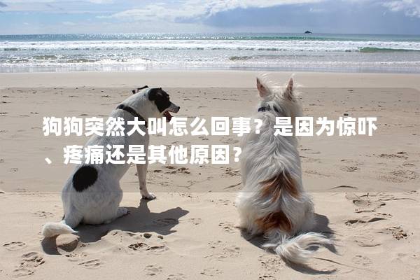 狗狗突然大叫怎么回事？是因為驚嚇、疼痛還是其他原因？