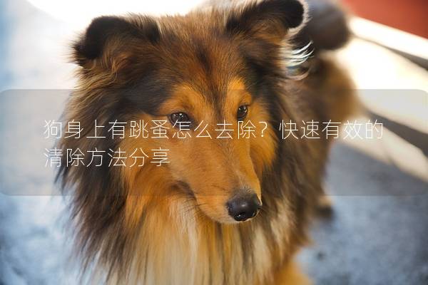 狗身上有跳蚤怎么去除？快速有效的清除方法分享