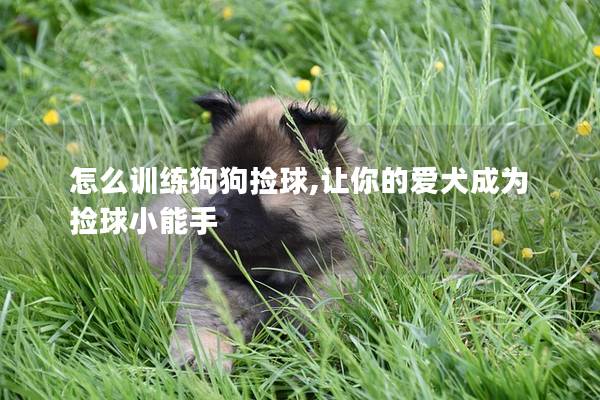 怎么訓練狗狗撿球,讓你的愛犬成為撿球小能手