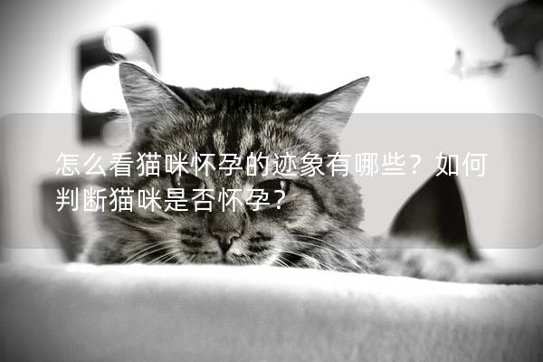 怎么看貓咪懷孕的跡象有哪些？如何判斷貓咪是否懷孕？