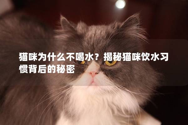 貓咪為什么不喝水？揭秘貓咪飲水習慣背后的秘密