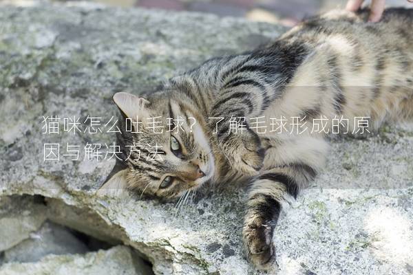 貓咪怎么吐毛球？了解毛球形成的原因與解決方法