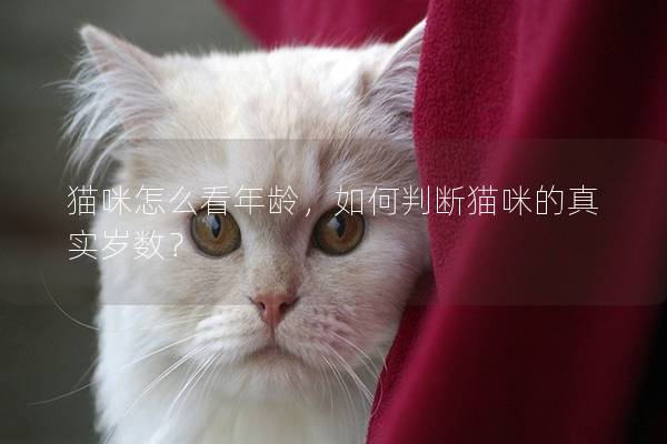 貓咪怎么看年齡，如何判斷貓咪的真實(shí)歲數(shù)？