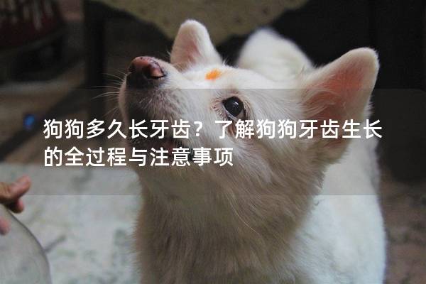 狗狗多久長(zhǎng)牙齒？了解狗狗牙齒生長(zhǎng)的全過(guò)程與注意事項(xiàng)