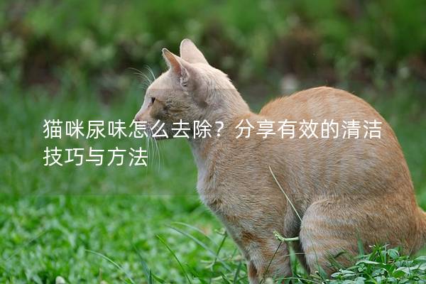 貓咪尿味怎么去除？分享有效的清潔技巧與方法