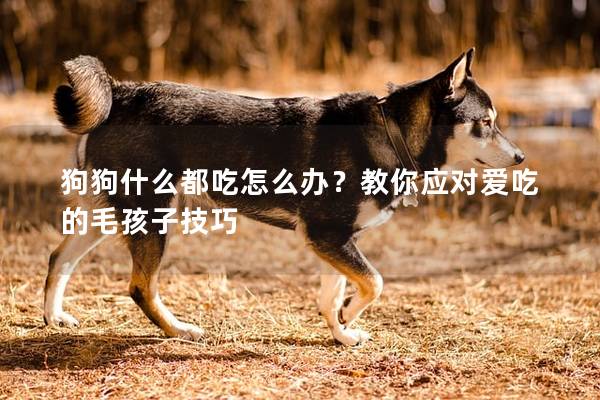 狗狗什么都吃怎么辦？教你應對愛吃的毛孩子技巧