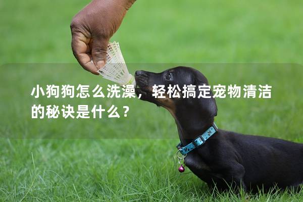 小狗狗怎么洗澡，輕松搞定寵物清潔的秘訣是什么？