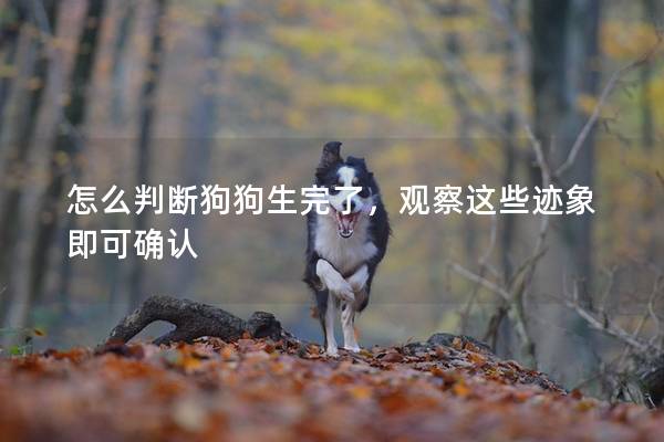怎么判斷狗狗生完了,觀察這些跡象即可確認 怎么判斷狗狗生完了,觀察這些跡象即可確認