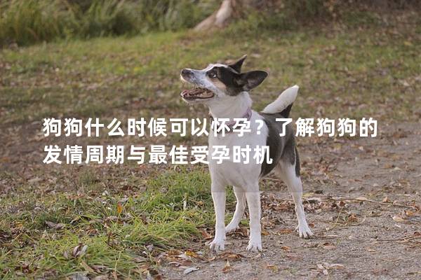 狗狗什么時候可以懷孕？了解狗狗的發(fā)情周期與最佳受孕時機