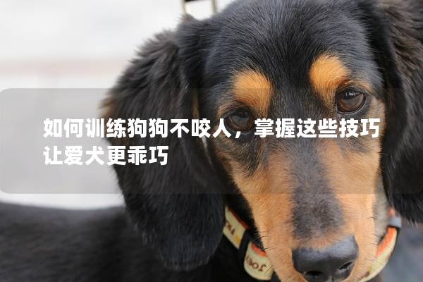 如何訓練狗狗不咬人，掌握這些技巧讓愛犬更乖巧