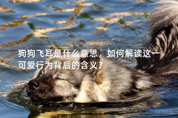 狗狗飛耳是什么意思，如何解讀這一可愛行為背后的含義？