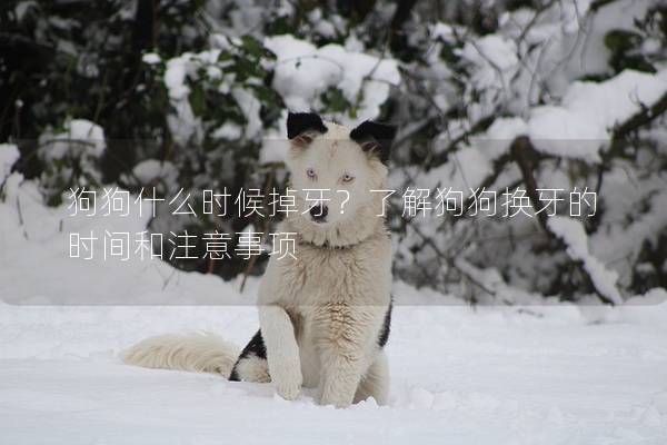 狗狗什么時候掉牙？了解狗狗換牙的時間和注意事項