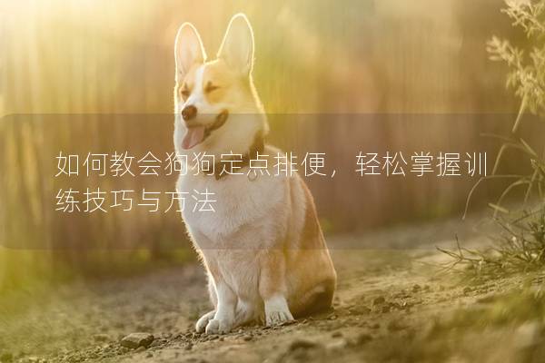 如何教會(huì)狗狗定點(diǎn)排便，輕松掌握訓(xùn)練技巧與方法