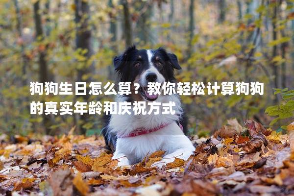 狗狗生日怎么算？教你輕松計算狗狗的真實年齡和慶祝方式