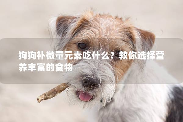 狗狗補微量元素吃什么？教你選擇營養豐富的食物