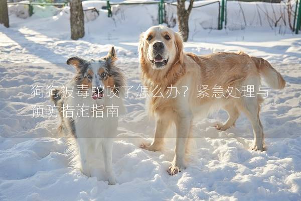 狗狗被毒蛇咬了怎么辦？緊急處理與預(yù)防措施指南