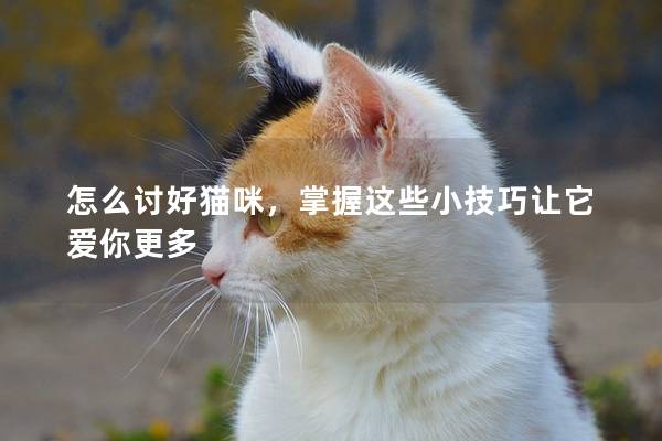 怎么討好貓咪，掌握這些小技巧讓它愛(ài)你更多