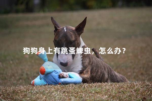 狗狗身上有跳蚤蜱蟲，怎么辦？