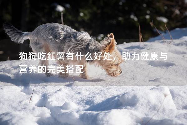 狗狗吃紅薯有什么好處，助力健康與營(yíng)養(yǎng)的完美搭配