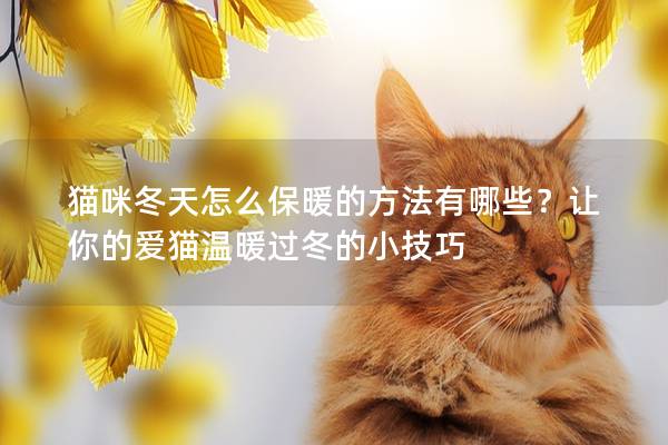 貓咪冬天怎么保暖的方法有哪些？讓你的愛貓溫暖過冬的小技巧
