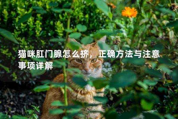 貓咪肛門腺怎么擠，正確方法與注意事項詳解