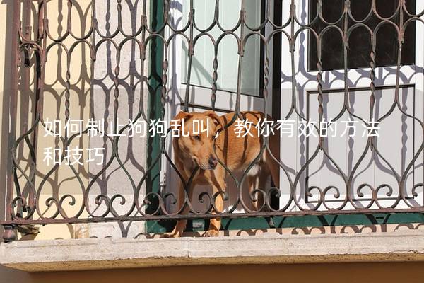 如何制止狗狗亂叫,教你有效的方法和技巧 如何制止狗狗亂叫,教你有效的方法和技巧