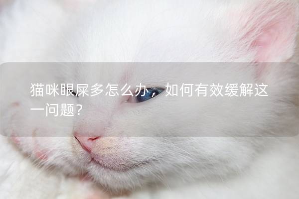 貓咪眼屎多怎么辦，如何有效緩解這一問題？