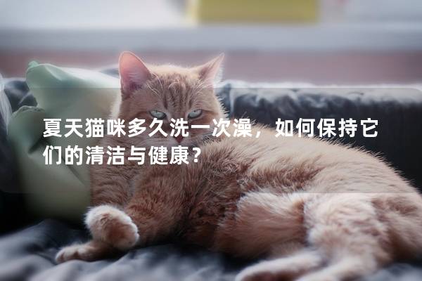 夏天貓咪多久洗一次澡，如何保持它們的清潔與健康？