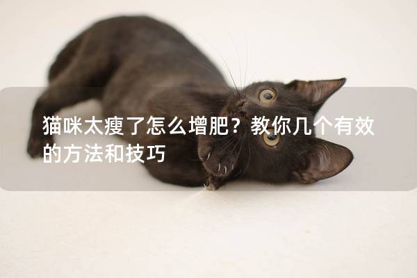 貓咪太瘦了怎么增肥？教你幾個有效的方法和技巧