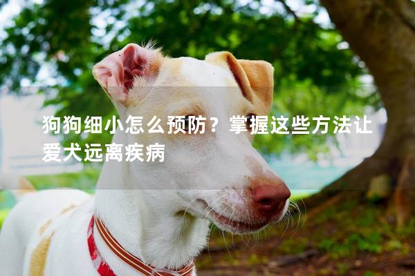 狗狗細小怎么預(yù)防？掌握這些方法讓愛犬遠離疾病