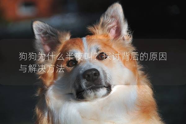 狗狗為什么半夜叫？探討背后的原因與解決方法