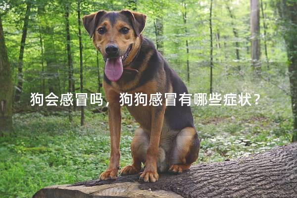 狗會感冒嗎，狗狗感冒有哪些癥狀？