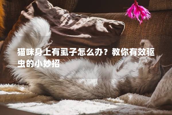 貓咪身上有虱子怎么辦？教你有效驅蟲的小妙招