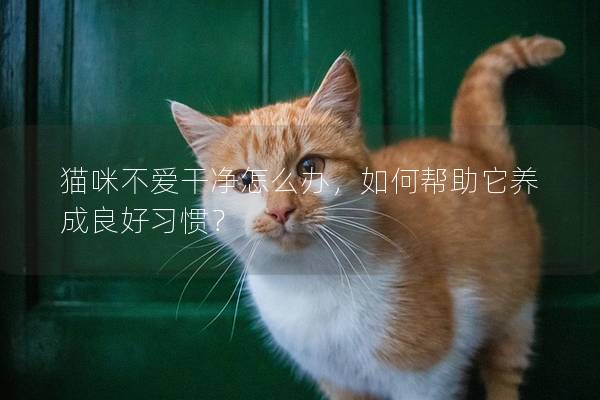 貓咪不愛干凈怎么辦，如何幫助它養(yǎng)成良好習(xí)慣？