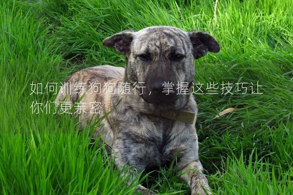 如何訓(xùn)練狗狗隨行，掌握這些技巧讓你們更親密