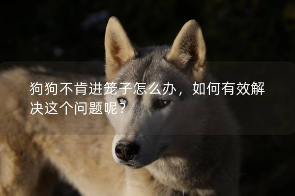 狗狗不肯進(jìn)籠子怎么辦，如何有效解決這個(gè)問題呢？