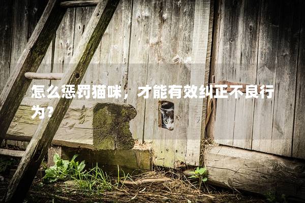 怎么懲罰貓咪，才能有效糾正不良行為？