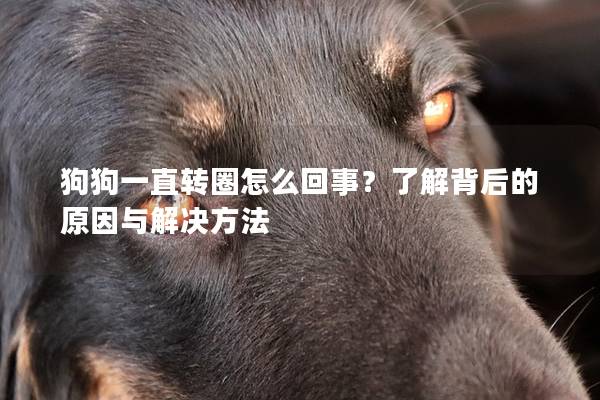 狗狗一直轉(zhuǎn)圈怎么回事？了解背后的原因與解決方法