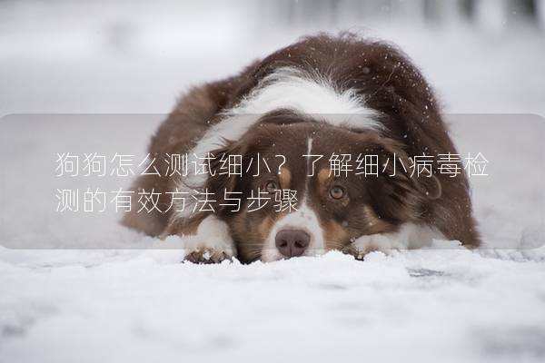 狗狗怎么測(cè)試細(xì)小？了解細(xì)小病毒檢測(cè)的有效方法與步驟