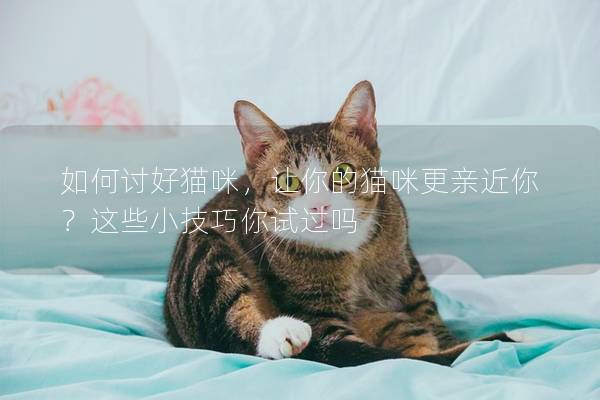 如何討好貓咪，讓你的貓咪更親近你？這些小技巧你試過嗎