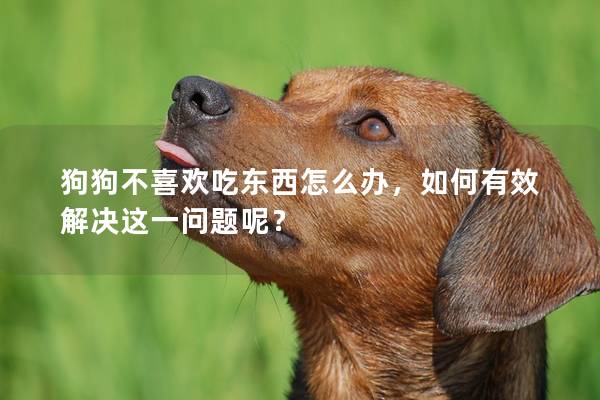 狗狗不喜歡吃東西怎么辦，如何有效解決這一問題呢？